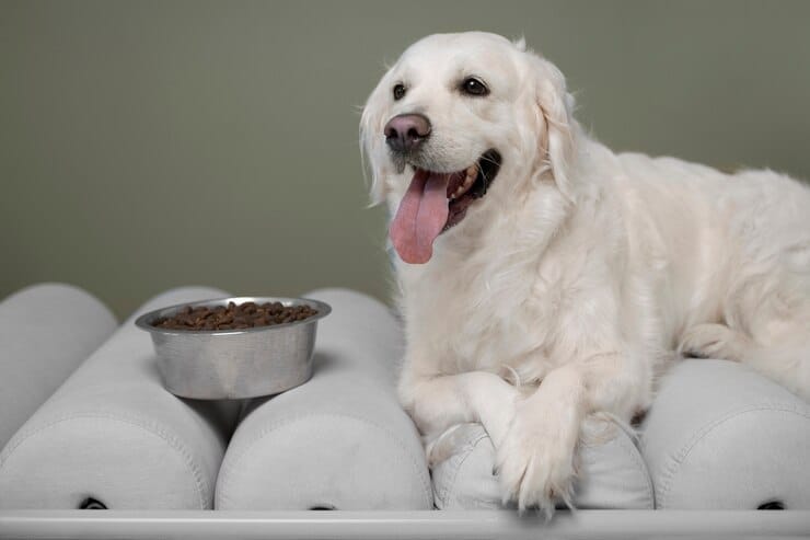 White Golden Retriever