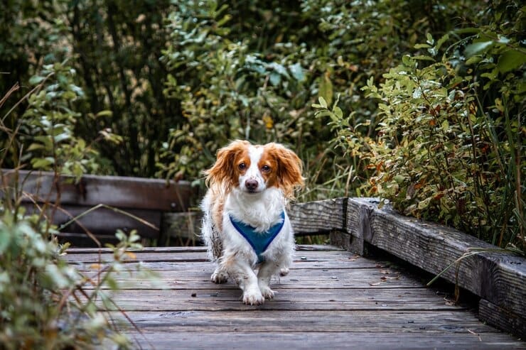 Mountain Dog Golden Retriever