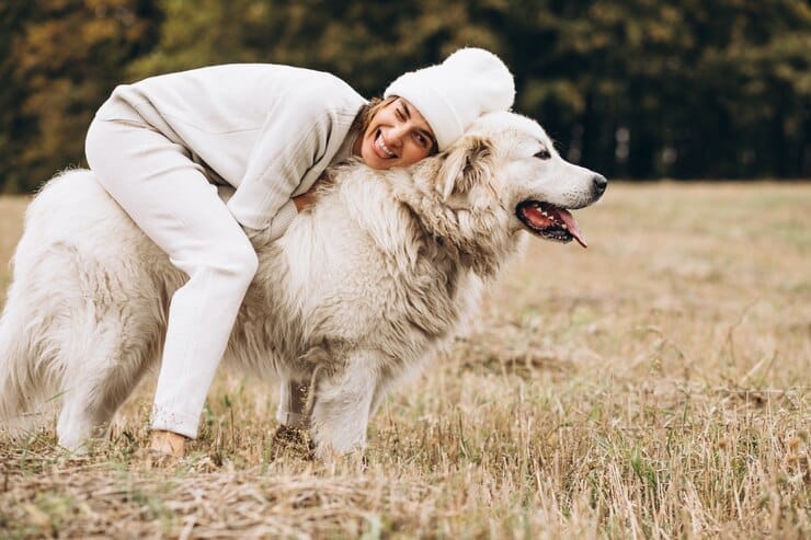 White Golden Retriever