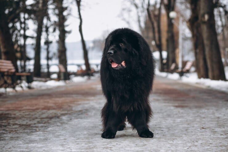 Black Golden Retriever