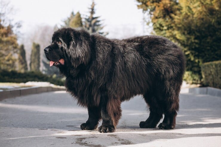 Black Golden Retriever