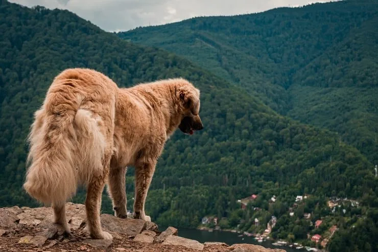 Golden Retriever Colorado