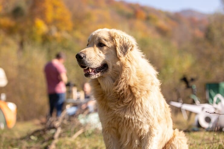 Mountain Dog Golden Retriever