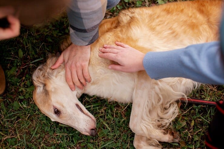 golden retriever rescue