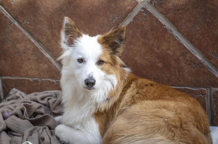 Golden Retriever Husky Mix