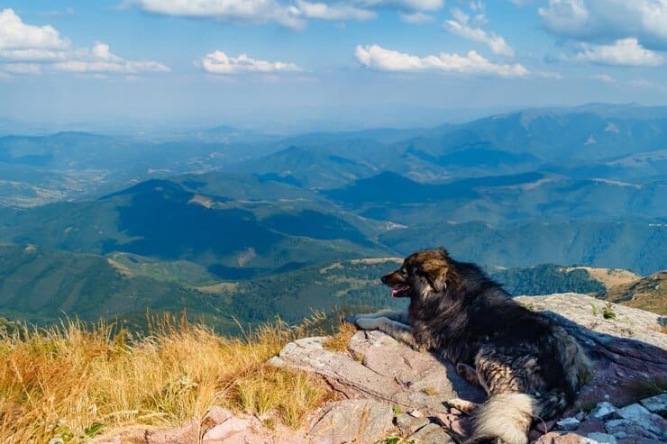 Mountain Dog Golden Retriever