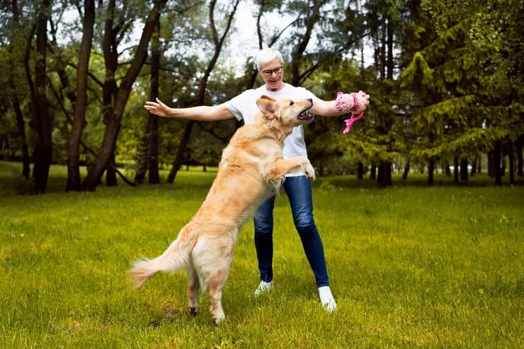 Golden Retriever Average Lifespan