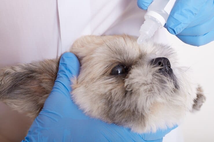 Pigmentary Uveitis golden retriever merks