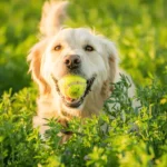 Golden Retriever Colors: A Comprehensive Guide to Their Beautiful Shades