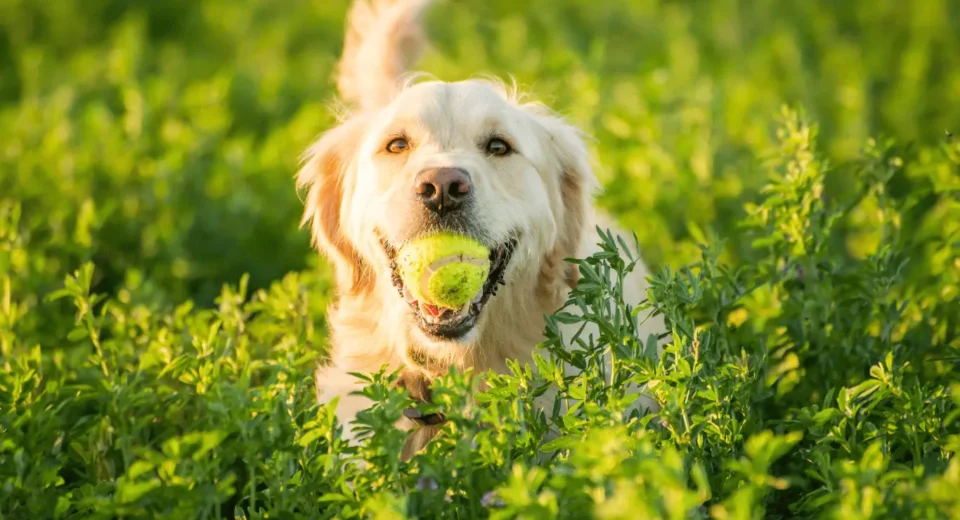 field golden retriever