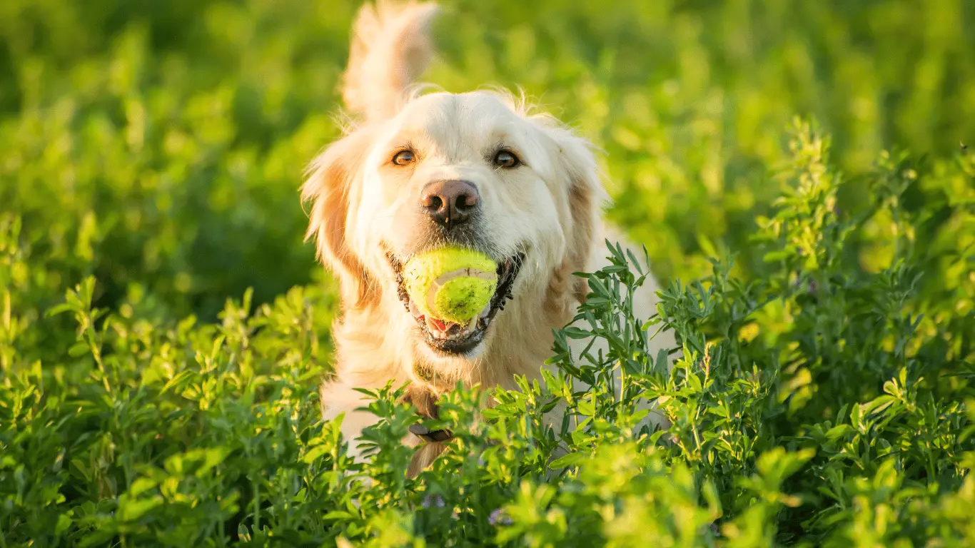 field golden retriever