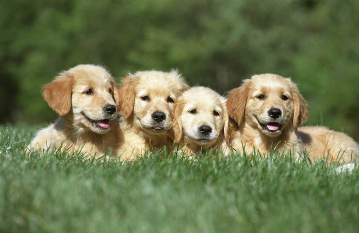 Golden Retrievers