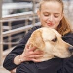 Is the Golden Retriever Corgi Mix the Perfect Pet for Your Family?