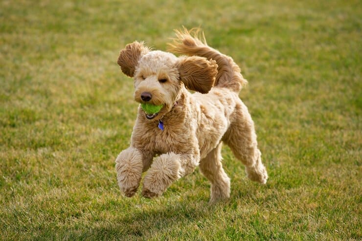 Golden Retriever
