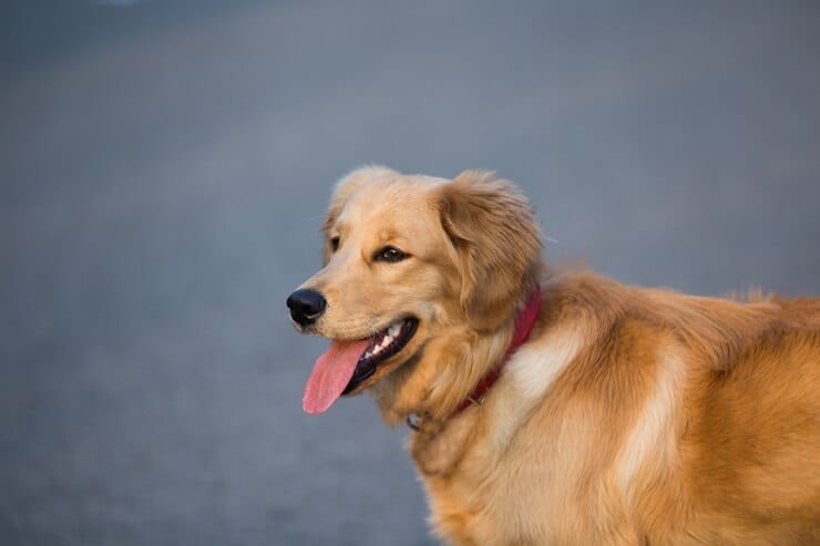 Golden Retriever Corgi Mix
