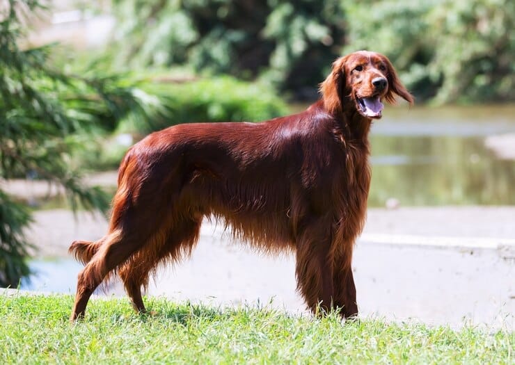 Black Golden Retriever