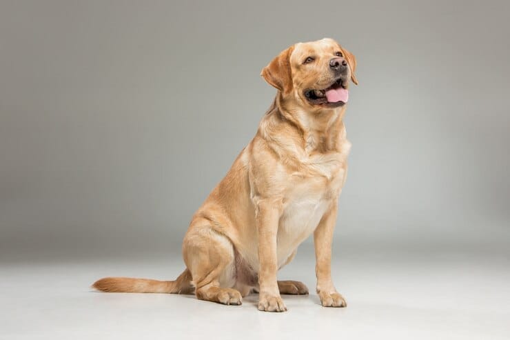 Golden Retriever Corgi Mix