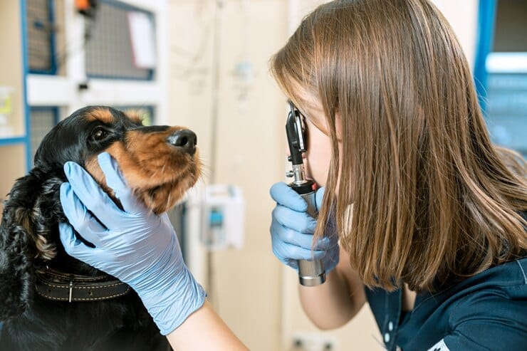 Pigmentary Uveitis golden retriever merks