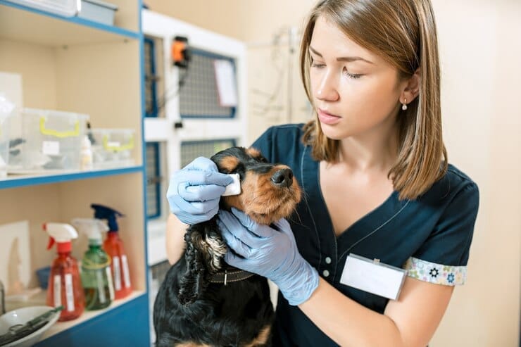 Pigmentary Uveitis golden retriever merks