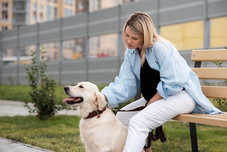 Golden Retriever Average Lifespan