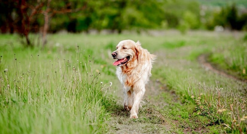 Golden Retrievers