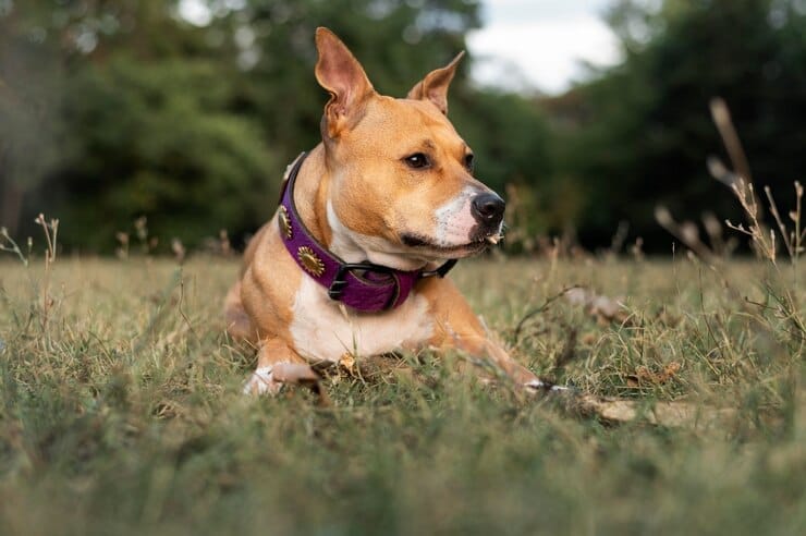 Pitbull Golden Retriever Cross