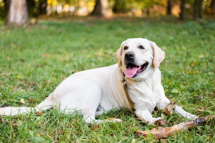 Golden Retriever Corgi Mix