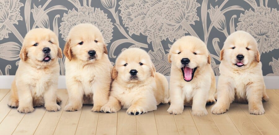 Golden Retriever Puppies for Sale