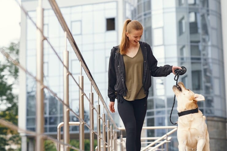 Golden Retriever Average Lifespan