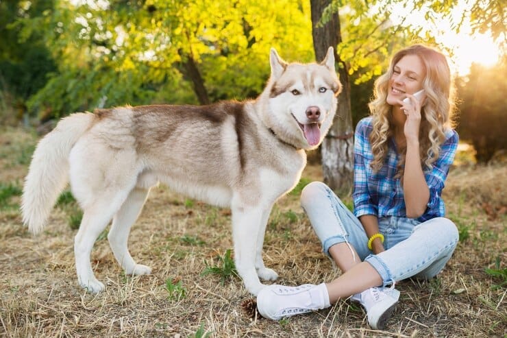 Golden Retriever Husky Mix