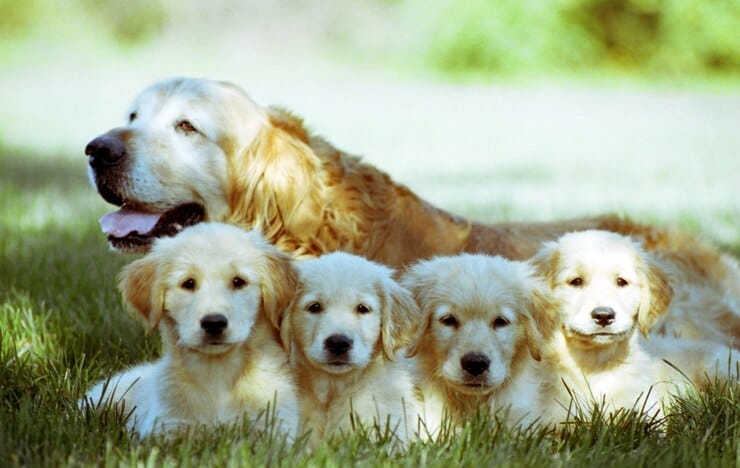 Golden Retriever Puppies for Sale