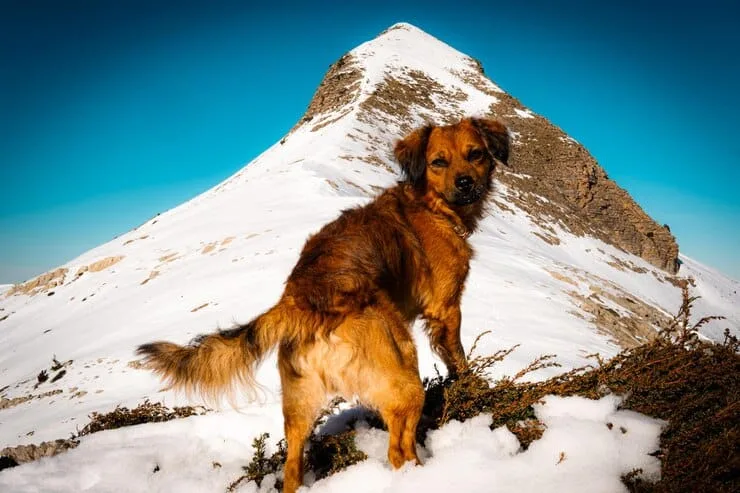 Golden Retriever Colorado