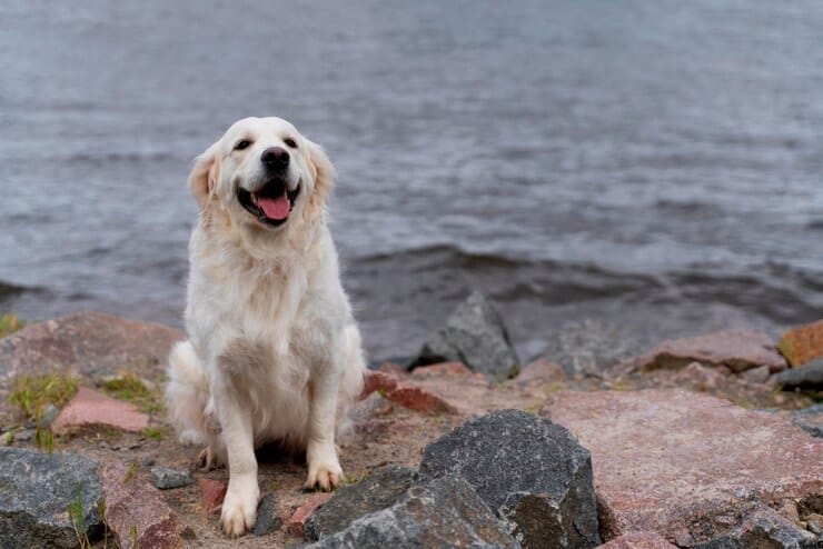 Golden Retrievers