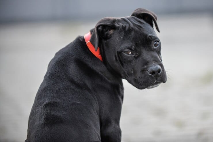 Pitbull Golden Retriever Cross