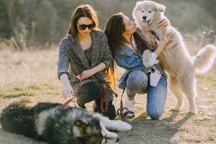 golden retriever rescue