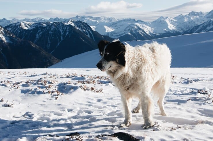 Golden Retriever Colorado