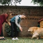 My Journey with a Pitbull Golden Retriever Cross: A Perfect Blend of Love and Loyalty