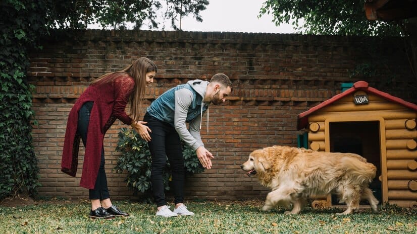 why golden retrievers are the worst