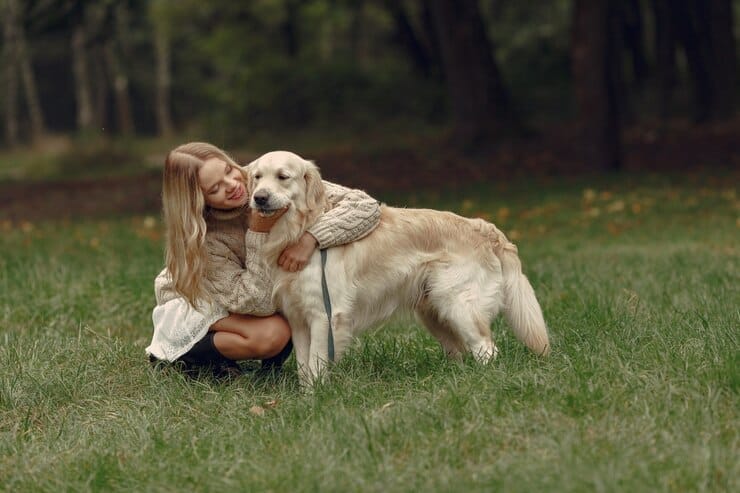 Golden Retrievers