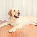 Is a Great Pyrenees Golden Retriever Mix Right for You?