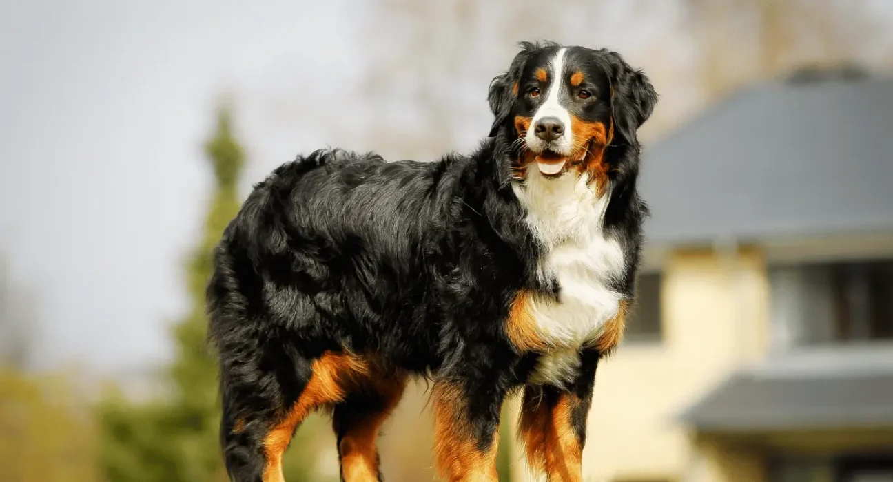 Bernese Mountain Dog