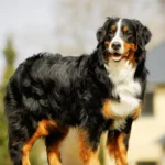 Top 20 best platforms for owning Bernese Mountain Dog for sale