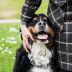 Top 20 best platforms for owning Bernese Mountain Dog for sale