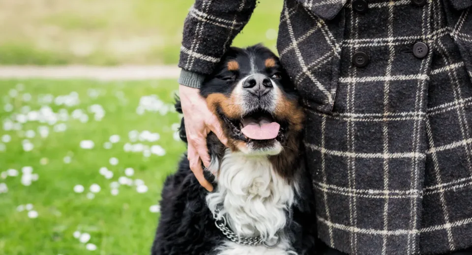 Bernese Mountain Dog Lifespan