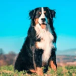 Bernese Mountain Dog Care: Grooming, Health, and Feeding Tips