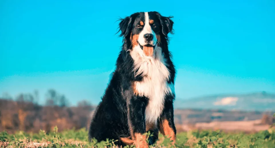 Bernese mountain dog Puppies
