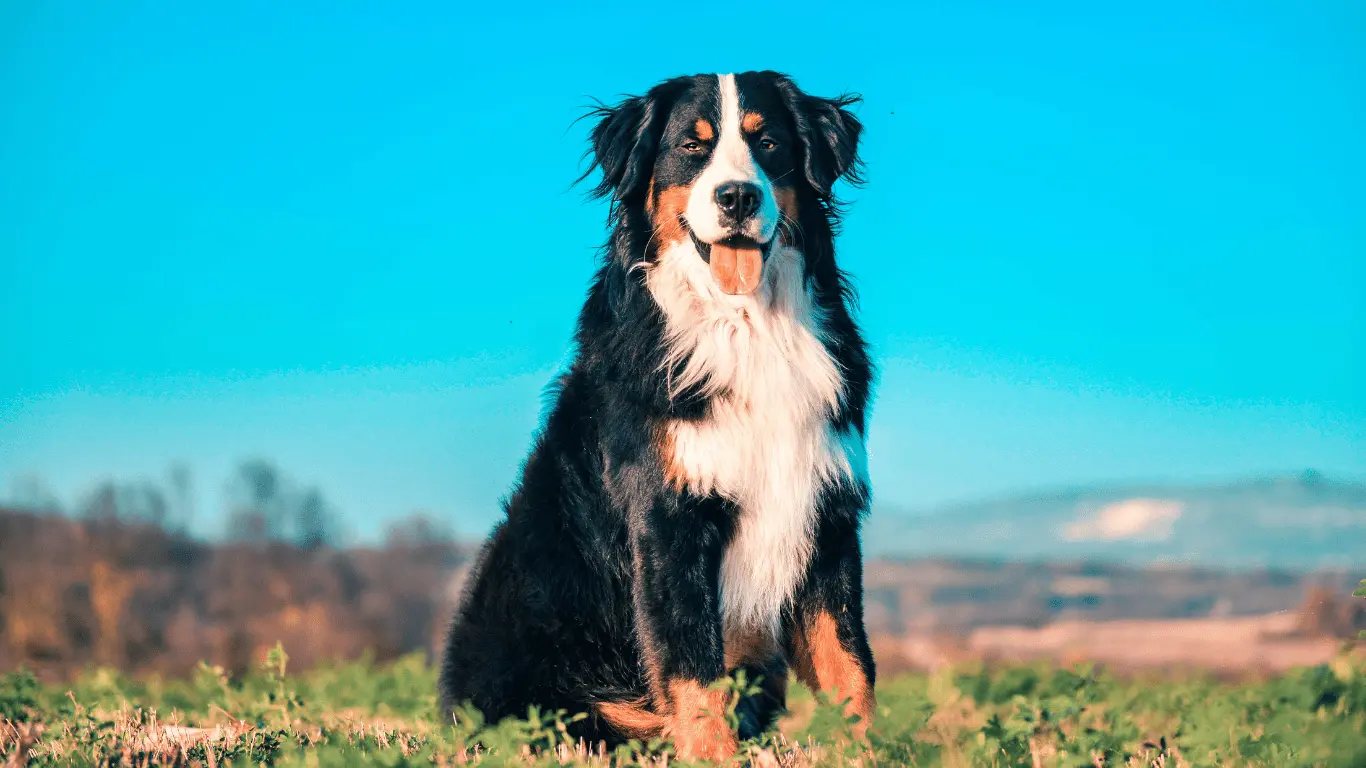 Bernese mountain dog Puppies