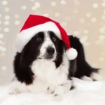 Ethical and Legal Responsibilities in Bernese Mountain Dog Rescue