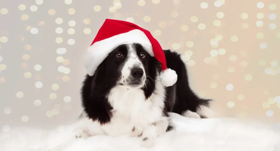 Bernese mountain dog and Golden retriever mix