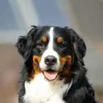 Common Health Problems that shorten the Bernese mountain dog lifespan